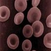 Redbloodcells_big