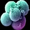 StemCell_big