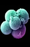 StemCell_big