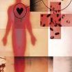 Xenotransplantation_big