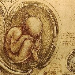 fetoLeonardo2