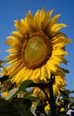girasole1_big