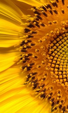 sunflower-94187_640