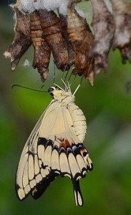 swallowtail-butterfly-329377_640