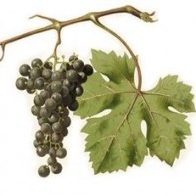 vigna