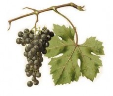 vigna
